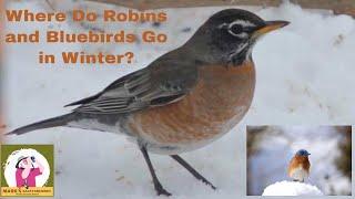 How Do Robins and Bluebirds Survive In Winter?