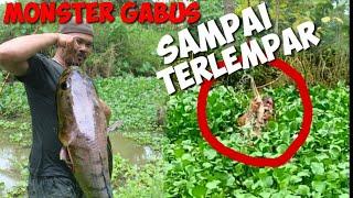 Mancing ikan gabus Monster ||casting gabus/najur ikan gabus Dirawa || sampai terlempar.