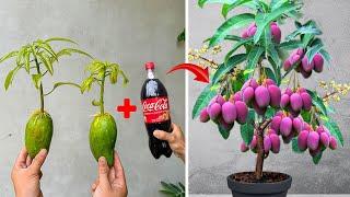 SUPER SPECIAL TECHNIQUE for propagating MANGO tree with coca-cola, super fast growth