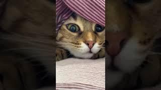 Милаха #рек #мечты #сила #цели #коты #котэ