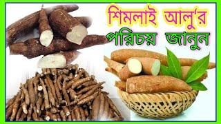 শিমলাই আলু বা শিমুল আলুর পরিচয় ও গুণাবলী #Cassava #Manihotesculenta