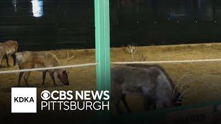 Santa's reindeer cleared for Christmas flight in Pennsylvania