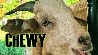 LALA FARM ANIMAL SHOWCASE - Chewy the Boer - Kiko cross