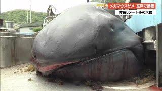 「なんやこれ」体長6メートル！室戸岬で巨大ザメ《メガマウス》を捕獲【高知】 (24/05/24 18:58)