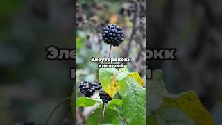  Защитник вашего иммунитета – элеутерококк колючий!  #shorts #plants #растения #сад  #семена