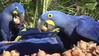 Hyacinth Macaws feeding in Brazil