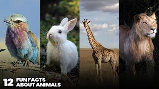 Fun Facts You Didn't Know About Animals | Animal Curiosities