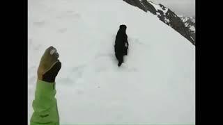 Perro Hace 17 volteretas mientras cae por una montaña nevada | My name is giovanni giorgio