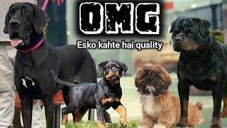 OMG | Top quality Rottweiler | Great dane | Shih tzu for sale