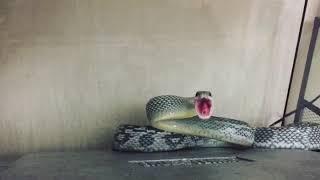 Злая змея успокаивается на руках