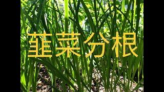 【种菜】韮菜分根 一年四季吃不完 (How to Grow Chinese Leek)