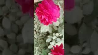 Beautiful Rose|| Rose Flower|| Rose Gardening||