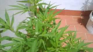 seguimiento cultivo marihuana exterior 2009 (fotos)