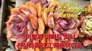 다육맛집,신상입고,묵둥이다육 화분채배송 010-7635-3562택배문자주문 콩나물다육