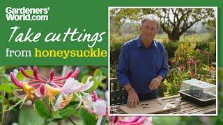 Honeysuckle plants FOR FREE | Alan Titchmarsh's guide to taking honeysuckle cuttings