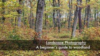 Landscape Photography - A beginner's guide to woodland