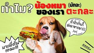 ทำไม?น้องหมาของเรามักจะตะกละ กับเหตุผลที่คุณไม่คาดคิด #ECOBOK