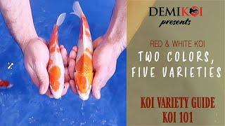 Koi Variety Explained : A Guide to Red and White Koi