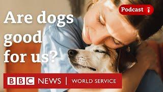 Can dogs be good for our health and wellbeing? - CrowdScience podcast, BBC World Service