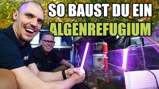 So baut Felix ein ALGENREFUGIUM + Algenreaktor