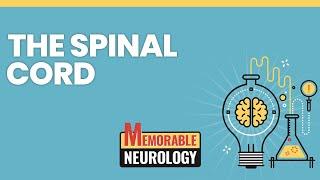 Spinal Cord Mnemonics (Memorable Neurology Lecture 8)