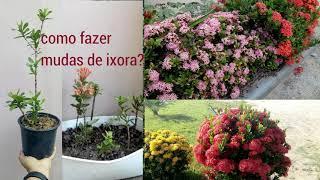 #346 Como fazer mudas  de ixora de  três  maneiras  diferentes