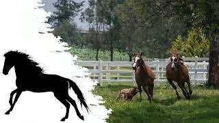 Лошадь рысью по сельской местности | Звуки цокота лошадиных копыт на фоне звуков сельской местности