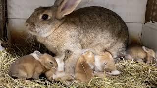 Rabbit Nursing