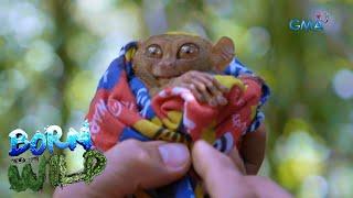 Born to be Wild: Tarsier, the world’s "second smallest primate"