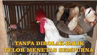 146 #Telor Ayam Menetas Sempurna Tanpa bolak balik di Mesin Tetas Statis Stereofoam