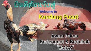 ไก่หล่อและฉลาด ! Review Ayam Pama Berjenggot, Ayam Petarung Super dan Ganteng Koleksi JiTong Farm