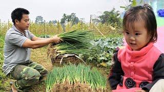 Harvesting Scallion Garden Goes to the market sell/Cooking - Build life farm-Live with nature.