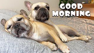 What Do My Dogs Do Every Morning in Fall? | French Bulldog's Morning Routine