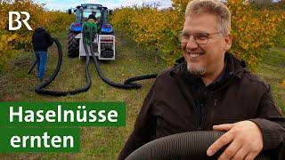 Besondere Kultur: Wie funktioniert der Haselnussanbau in Unterfranken? | Nüsse | Unser Land | BR