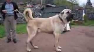 Kurdish Fighter Dog KANGAL 90 cm x 90 Kg  Sivas Kurdistan