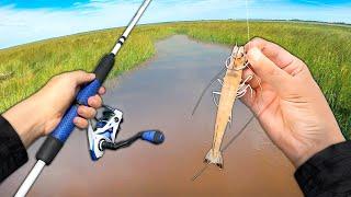 Fishing LIVE SHRIMP in Shallow Saltwater Creeks! (Big Fish)