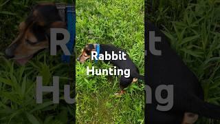Rabbit Hunting with beagle hounds #howtotrackarabbit #puppy #hunting