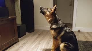 German Shepherd Howling Challenge!