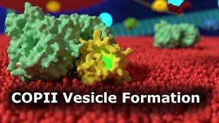 COPII Vesicle Formation