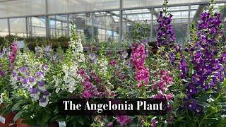 The Angelonia Plant