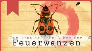 Feuerwanzen: Farbenprächtig und erstaunlich