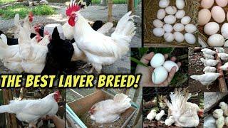 Best egg-producing and free-range chickens