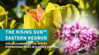 The Rising Sun™ Eastern Redbud Tree