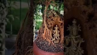 art gallery present lord krishna with bonsai plant #shorts #viralvideo #bonsai #nature #creative