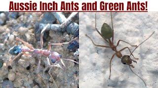 Bull Ants vs Green Ants!