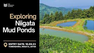 Exploring Niigata Mud Ponds | The Nishikigoi Journal | EP #003