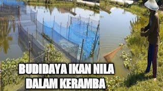 BUDIDAYA IKAN NILA DI KERAMBA KOLAM