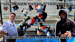 VISIT FARM PANDA & TRICOLOR !!! TUI GOLDFISH FARM THAILAND !!!