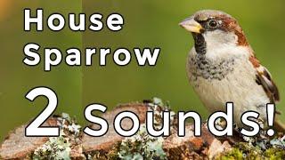 House Sparrow Songs and Calls (2024): Learn both of their COMMON sounds!