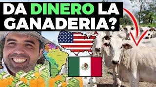 GANA DINERO CON VACAS - El Ganado Da Lucro - Riesgo, Beneficios y Ganancias de La Ganadería